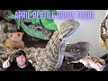 April 2024 Reptile Room Tour!