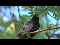 Черный дрозд - лечение  щебетом птиц