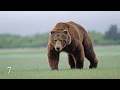 Download 12 MOST FEARLESS ANIMALS mp4 3gp mp3 videos - waplic