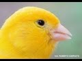 Download Canary singing best training - serinus canaria