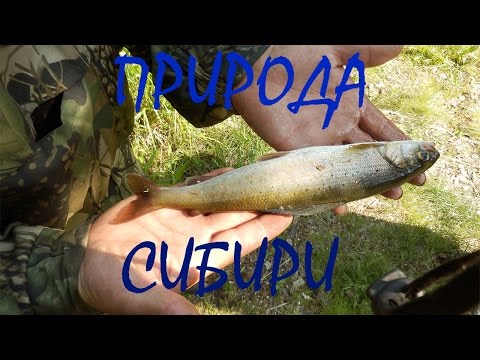видео рыбалка на реках восточной сибири она видео рыбалка на реках восточной сибири она