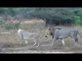 Lions mating in Phinda Private Reserve in South Africa