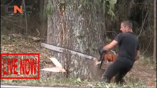 Dangerous Biggest Chainsaws Trees Cutting, Latest Skills Felling Redwood Tree Milling #SON