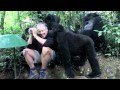 Touched by a Wild Mountain Gorilla: The Original