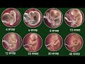 गर्भ में बच्चा कैसे बनता है / 1 to 9 Months baby growth in the womb | During Pregnancy