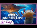 Weird and Wonderful Amphibians | SciShow Kids Compilation