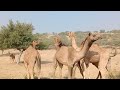 Camel 🐫🐪 raining romance desert animals mini cute