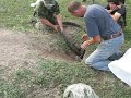 видео ловля барсука петлями видео видео ловля барсука петлями видео