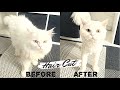 Cat Grooming | Hair Cut | Persian | Snowy