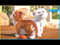 Cutest Cats | Mighty Mike | 110' Compilation | Cartoon for Kids
