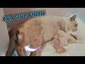 Cat Giving Birth to 5 Kittens | Siamese Lynx Point Kittens
