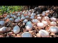 WOW! a female fisherman pick a lot of duck eggs on the way to the forest