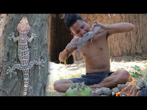 tokek termahal tokek termahal