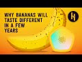 Why Bananas Will Taste Different in a Few Years