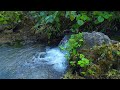 Relaxing Music & Nature Sounds for Stress Relief, Positive Energy, Deep Sleep, and Anxiety Relief