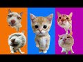 Kittens are dancing Chipy chapa!