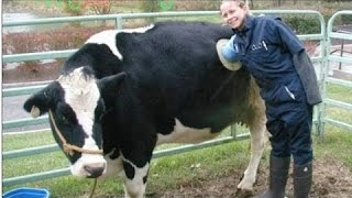 Intelligent Technology Smart Farming Automatic milking machine, Feeding, Cleaning, Insemination