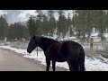 Mount Charleston locals petition to keep and address wild horses