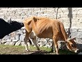 very strong bull with red desi cow ||Animals Earth