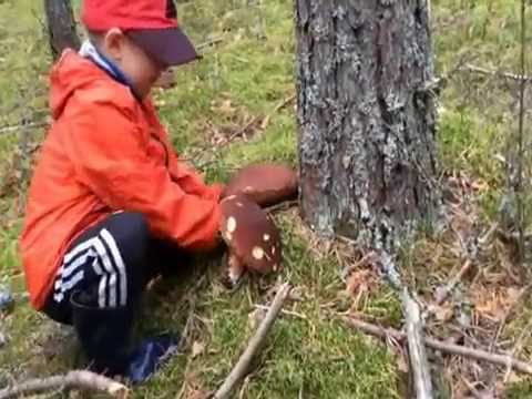 белых грибов много не бывает их бывает очень много видео белых грибов много не бывает их бывает очень много видео