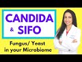 CANDIDA and SIFO (Small Intestine Fungal Overgrowth):  Fungal/ Yeast Overgrowth in the Microbiome