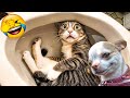 Funniest Cats and Dogs 2024 🐶 You Laugh You Lose 😍  Part 98