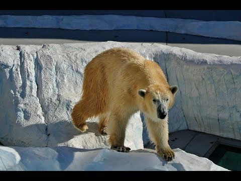 Les animaux du froid Documentaire animalier