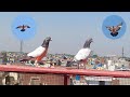 Baby Pigeon Acha Ury | Hashim Mahmood Pigeons