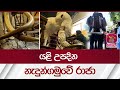 යළි උපදින නැදුන්ගමුවේ රාජා | Nadungamuwe Raja  | Elephant SriLanka | Rupavahini News