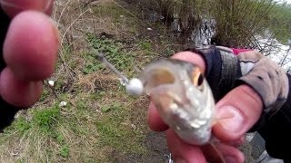 ловля белой на соску ловля белой на соску