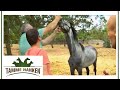 Abgemagertes Pferd aus schlechter Haltung! | Tamme Hanken | Kabel Eins