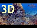 In 3D- Cozumel, The Amazing Undersea World