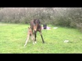 Tinks' foal trying to stand part 3