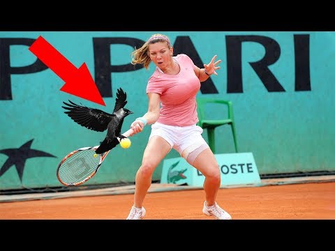 10 EPIC MOMENTS WITH ANIMALS IN SPORTS