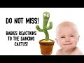 Funny Babies playing with the cactus toy, Tik Tok Compilation E10, THE WORLD WE LIVE IN