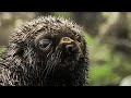 Fur Seals, the Dark Side | Wildlife Documentary