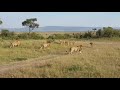Billashaka males vs Marsh pride lionesses