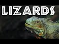 All About Lizards for Kids - Facts About Lizards for Children: FreeSchool