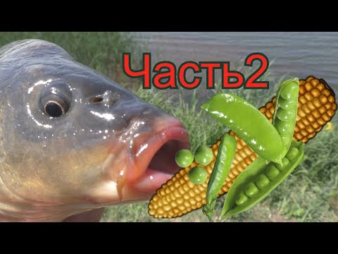 Какая рыба клюет на консервированный горошек Какая рыба клюет на консервированный горошек