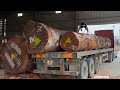 Wood Cutting Skills // Giant Wood Sawing Machine Works Non-Stop