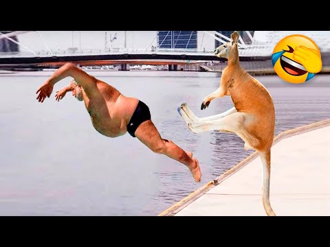 Best Funny Animal Videos Of The 2021 🤣 Funny Wild And Farm Animals Videos 🐴🦍
