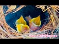 5 HUNGRY HATCHLINGS ARE FEED BY MOMMY & DADDY BIRDIE ||  Feeding 101@mrs.gadventuresGLEE2405