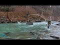 I FOUND A GIANT TROUT!! (Streamer Fly Fishing For Brown Trout)