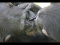 Aug 2020 Tama zoo chimps, Miru