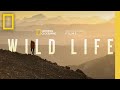 Wild Life | Official Trailer | National Geographic