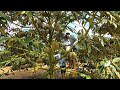 Vietnamese durian has entered the harvest season p2