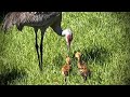 Watch Sandhill Crane Bird Parents Feed Little Babies