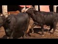 Buffalo Breedar Mating | buffalos meeting |animals meetup