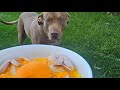 Dog Eats A Raw Cornnish Hen Over Smashed Sweet Potatoe Smothered In A Carrot Sauce #Dog #MUKBANG