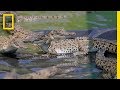 Download The Border Between Crocs and Humans | Explorer mp4 3gp mp3 videos - waplic